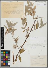 Foto von Salix alba L.